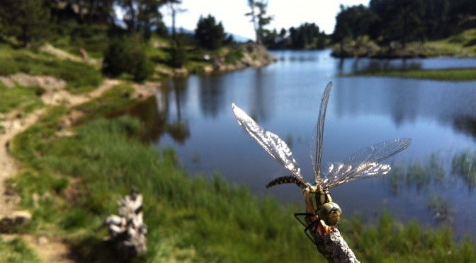 Dragonfly