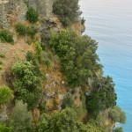 Corse